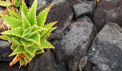 Aloe perfoliata succulent plant also commonly named Rubble aloe on volcanic stones background in the garden of Tenerife,Canary islands,Spain.Selective focus.