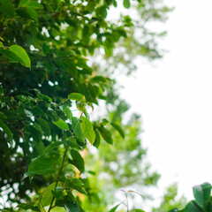A close-up of lush green leaves against a bright sky. The vibrant foliage creates a sense of freshness and vitality.