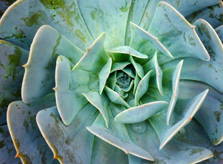Echeveria secunda succulent plant close up view as a nature background.Selective focus.