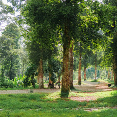 A serene park with tall trees casting dappled shadows on a grassy path. Lush greenery and a clear blue sky create a peaceful atmosphere.