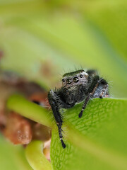 Spinne