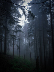 Obraz premium wood in the mountains ukraine