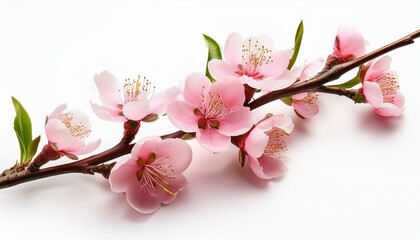 Peach Blossoms branch isolate on White background