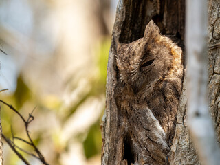 Madagaskar Zwergohreule