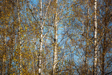 A tree with leaves that are yellow and brown