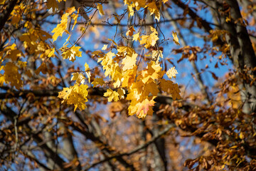 A tree with yellow leaves is in the foreground