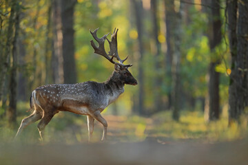 Daniel zwyczajny (Dama dama) © Bartosz Rakoczy
