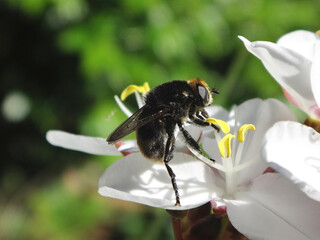 Narcissus bulb fly (Merodon equestris), also known as greater bulb fly or large bulb fly, female on a snowy mermaid flower