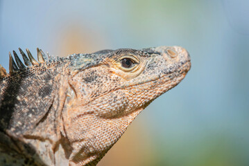 Wild Iguana in Costa Rica
