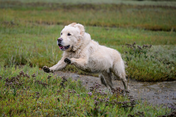 Obraz premium Golden retriever courre à pleine vitesse