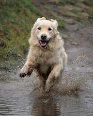 Golden retriever courre dans une flaque d'eau