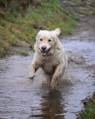 Golden retriever courre dans une flaque d'eau