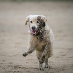 Golden retriever courre sur la plage, tr&egrave;s sale