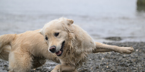 Obraz premium Golden retriever en pleine action