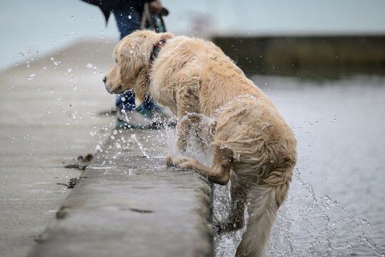 Golden retriever remonte de la piscine