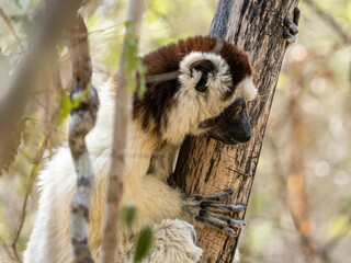 Weiße Sifaka Maki