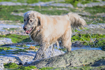 Golden retriever marche dans la vase