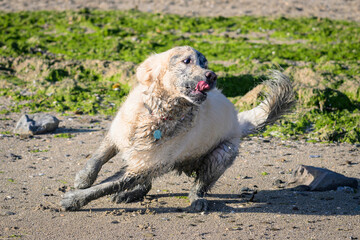 Golden retriever sale &agrave; cause de la vase entrain de courir