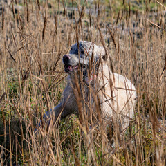 Golden retriever courre dans les hautes herbes