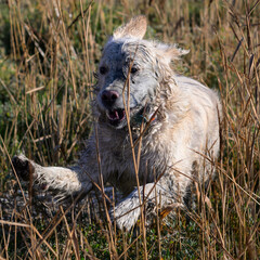 Golden retriever courre dans les hautes herbes