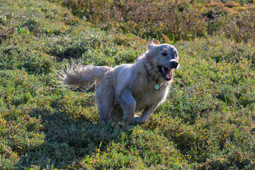 Golden retriever courre dans la nature