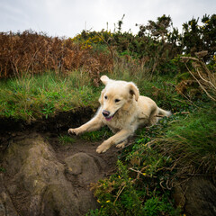 Golden retriever courre dans un chemin 