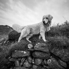 Golden retriever sur un uret en contre plong&eacute;e