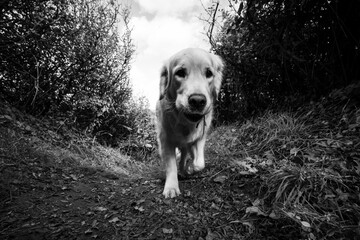 Golden retriever marche dans un petit chemin