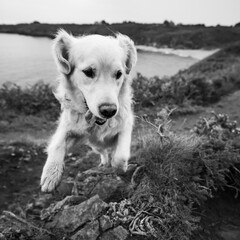 Golden retriever saute avec la mer en arri&egrave;re plan