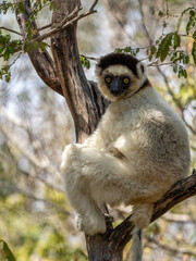 Weiße Sifaka Maki