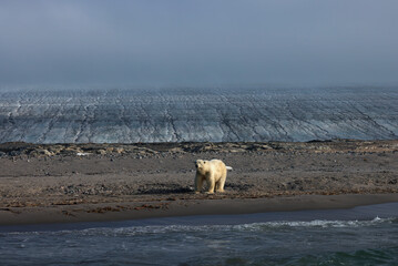 Bear on the beach of Kvitoya Island, Svalbard