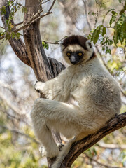 Weiße Sifaka Maki