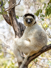 Weiße Sifaka Maki
