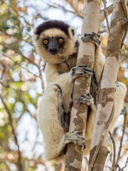 Weiße Sifaka Maki