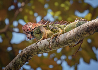 Wild Iguana in Costa Rica