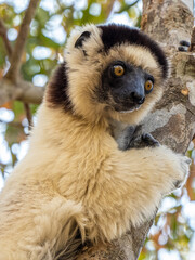 Weiße Sifaka Maki