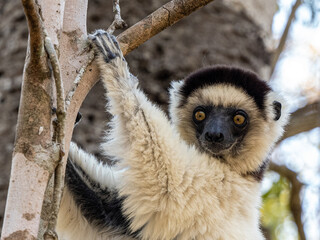 Weiße Sifaka Maki
