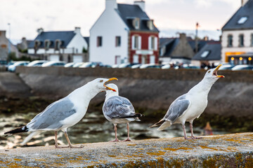 Seagulls on a harbor wall at atlanctic coast