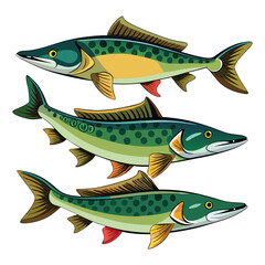 Fototapeta premium muskellunge fish on white background