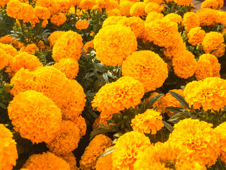 Mexican Marigold flowers are a solid background. Autumn composition. Background for the Day of the Dead.