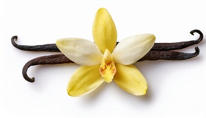 vanilla flower top view isolate on White background