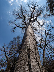 Baobab