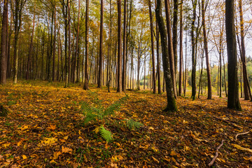 A beautiful natural forest in the Knyszyńska Forest
