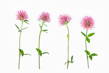 Wild red clover (Trifolium pratense).