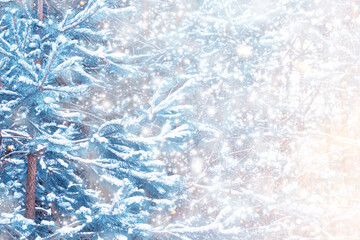  New Years Eve. Coniferous spruce branch. Frozen winter forest with snow covered trees.