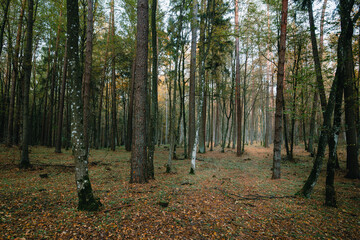 A beautiful natural forest in the Knyszyńska Forest

