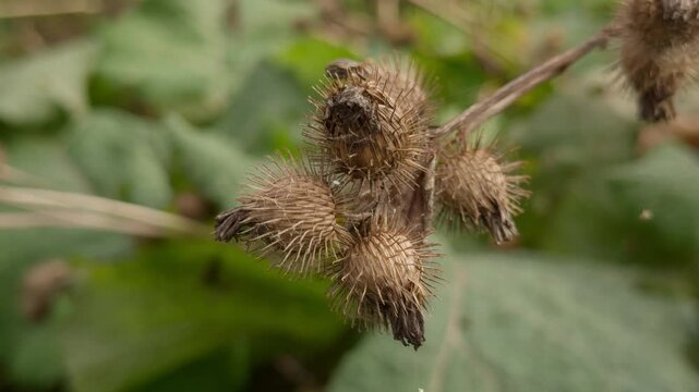 Dry sedge grass in the wind. Golden burdock, agrimony, Bur. Abstract fall natural background. Natural Beige. Pampas grass, seeds. Neutral colors. Selective focus. 