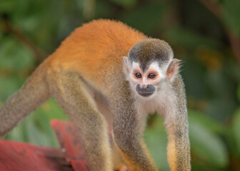Wild Squirrel Monkey in Costa Rica