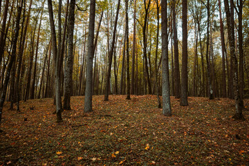 Obraz premium A beautiful natural forest in the Knyszyńska Forest 
