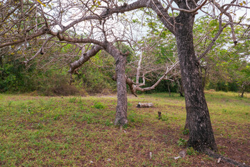 View of a Marula tree at the Old Port at Kaole Ruins - a 13th century trading post and German colonial fort in Bagamoyo, Tanzania 
